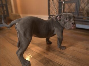Exotic Micro Bully