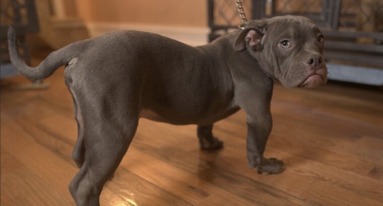 Exotic Micro Bully