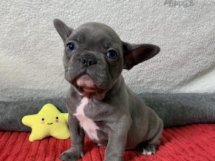 FRENCH BULLDOG PUPPY FOR SALE