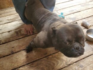 Exotic Bully for stud