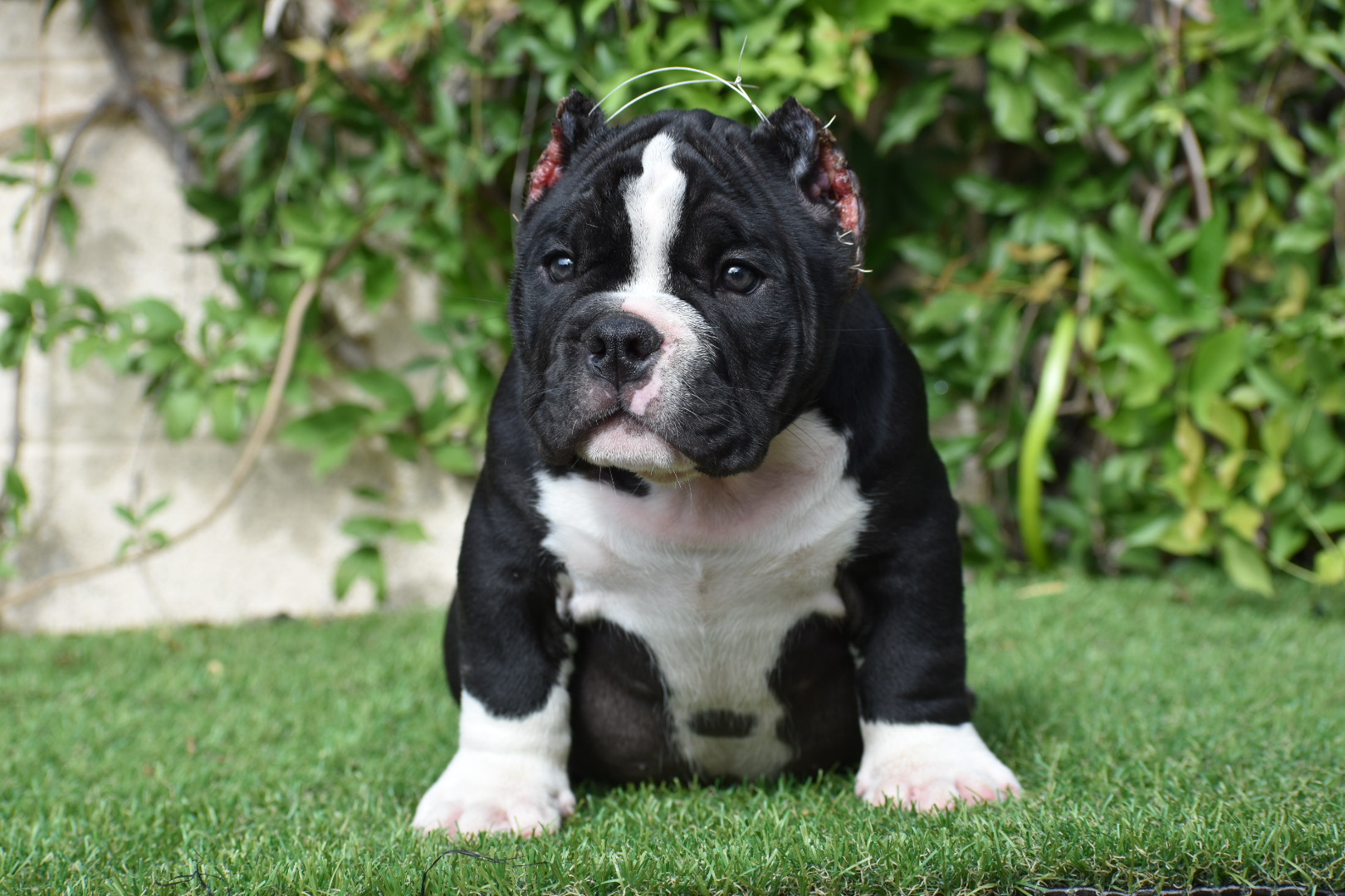 Micro Exotic bully