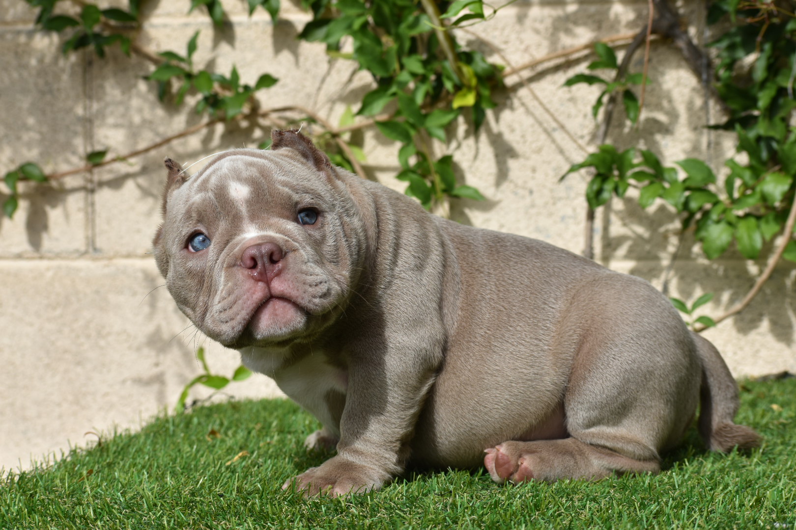 Micro Exotic bully