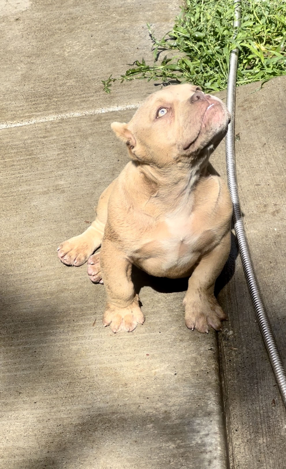 Male Exotic bully puppy for sale.