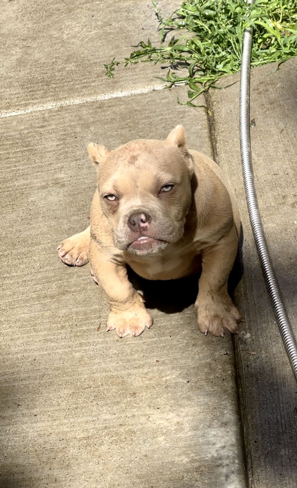 Male Exotic bully puppy for sale.