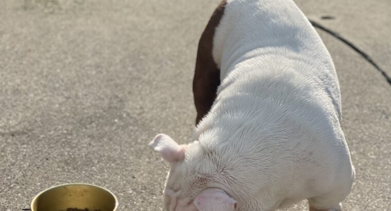 Exotic Bully for sale