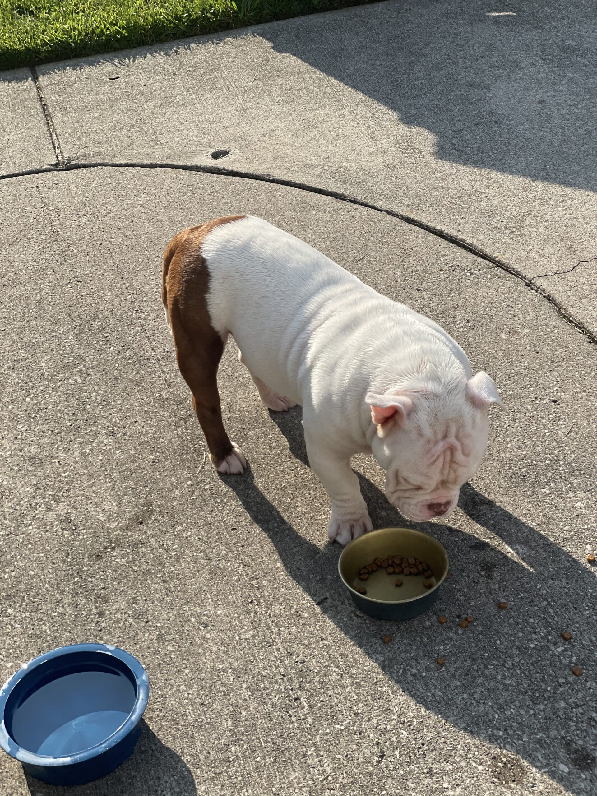 Exotic Bully for sale